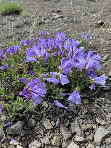 Penstemon fruticosus (Shrubby Penstemon) (alternate view 2)