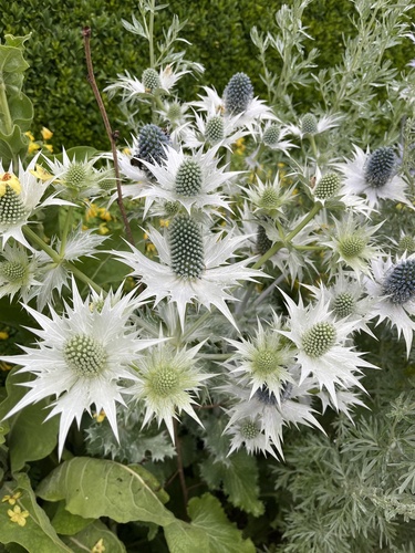 Eryngium giganteum (Miss Wilmott's ghost) (alternate view 4)