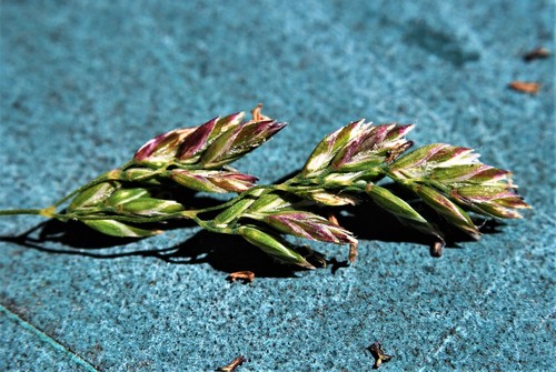 Poa pratensis (Kentucky Bluegrass)