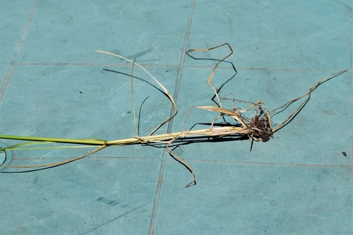 Poa pratensis (Kentucky Bluegrass) (alternate view 4)