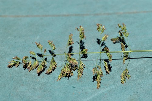 Poa pratensis (Kentucky Bluegrass) (alternate view 3)