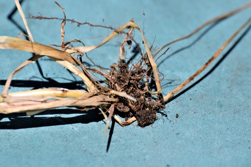 Poa pratensis (Kentucky Bluegrass) (alternate view 5)