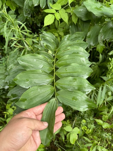 Polygonatum multiflorum (Solomon's-seal)