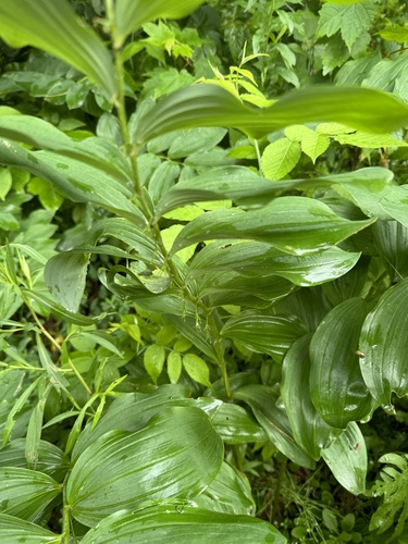 Polygonatum multiflorum (Solomon's-seal)