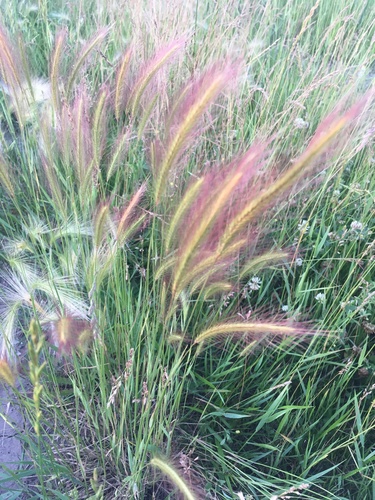 Hordeum jubatum (foxtail barley) (alternate view 2)