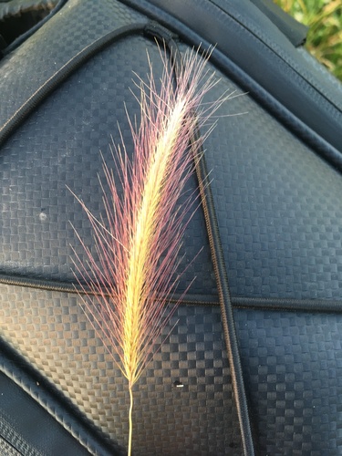 Hordeum jubatum (foxtail barley) (alternate view 3)