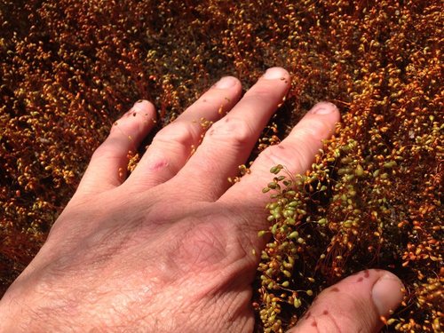 Funaria hygrometrica (Bonfire moss)