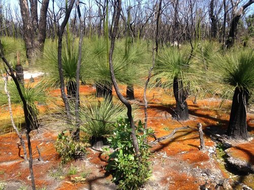 Funaria hygrometrica (Bonfire moss)