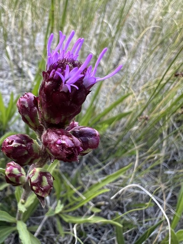 Liatris ligulistylis (Meadow Blazing Star)