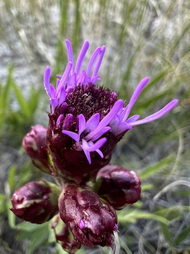 Liatris ligulistylis (Meadow Blazing Star)