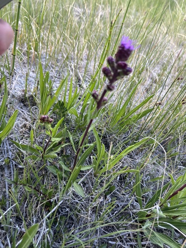 Liatris ligulistylis (Meadow Blazing Star)
