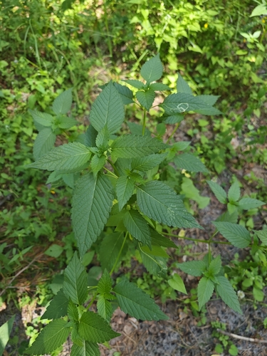 Galeopsis tetrahit (Common hemp-nettle)