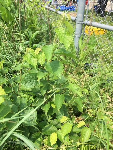 Corylus americana (American Hazelnut)