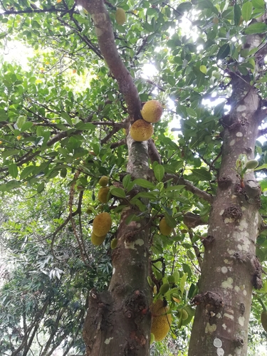 Artocarpus (alternate view 7)