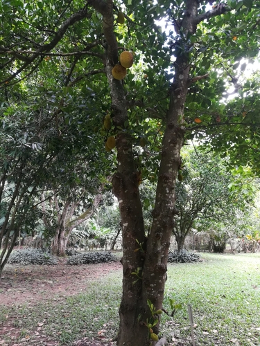 Artocarpus (alternate view 8)