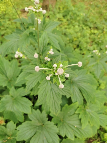 Eriocapitella hupehensis (Hubei Anemone)