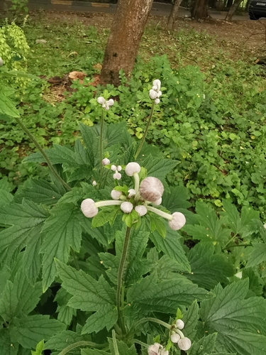 Eriocapitella hupehensis (Hubei Anemone)