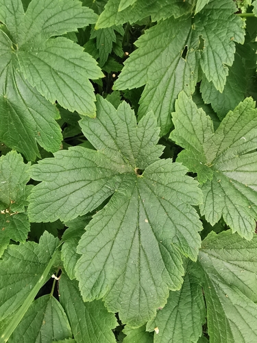 Eriocapitella hupehensis (Hubei Anemone)