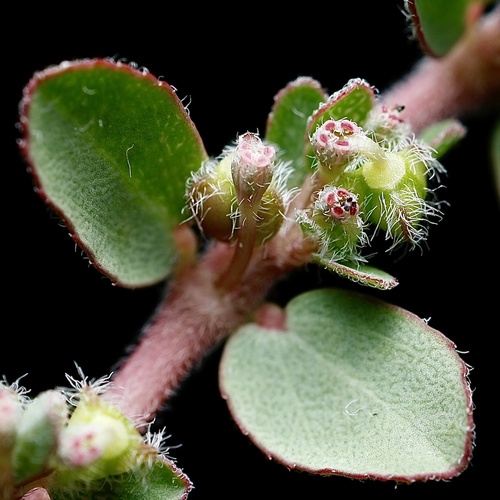 Euphorbia prostrata (prostrate sandmat) (alternate view 6)