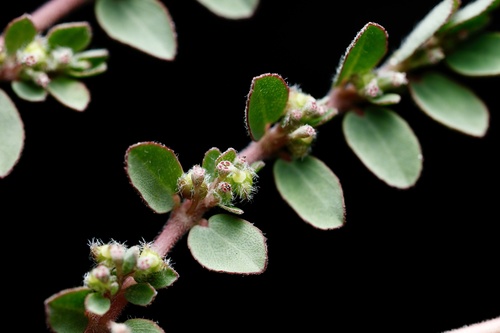 Euphorbia prostrata (prostrate sandmat) (alternate view 7)