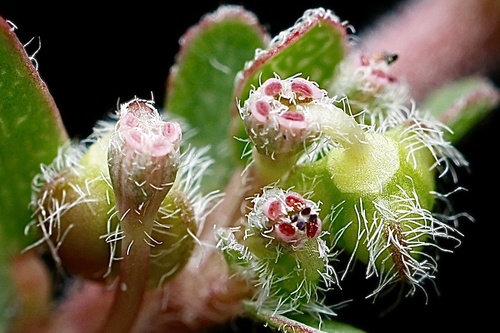 Euphorbia prostrata (prostrate sandmat) (alternate view 8)