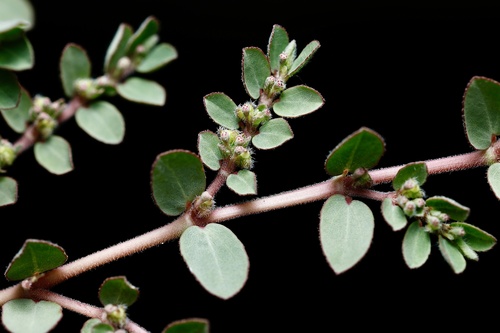 Euphorbia prostrata (prostrate sandmat) (alternate view 9)