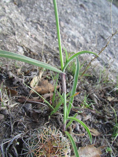 Commelina dianthifolia (Birdbill Dayflower)