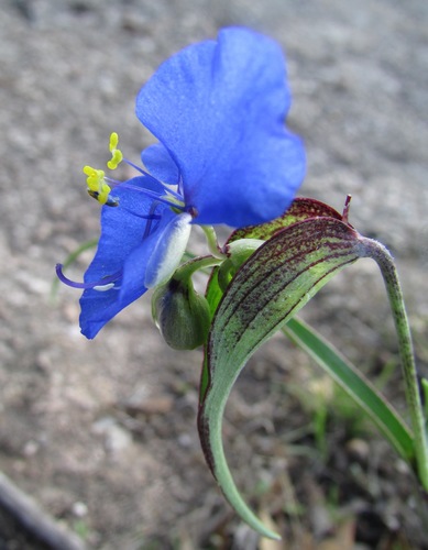 Commelina dianthifolia (Birdbill Dayflower)
