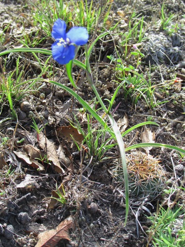 Commelina dianthifolia (Birdbill Dayflower)
