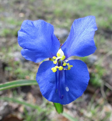 Commelina dianthifolia (Birdbill Dayflower)