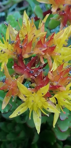 Phedimus kamtschaticus (Orange Stonecrop) (alternate view 3)