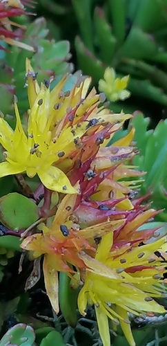 Phedimus kamtschaticus (Orange Stonecrop) (alternate view 4)