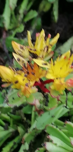 Phedimus kamtschaticus (Orange Stonecrop) (alternate view 5)