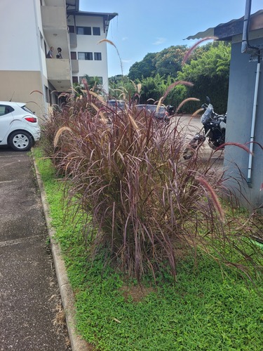 Cenchrus × cupreus (purple fountain grass) (alternate view 3)
