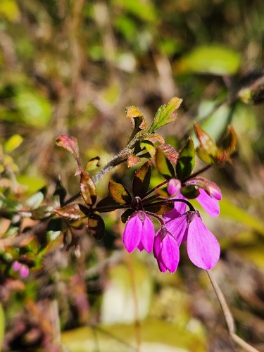 Tetratheca thymifolia (Thyme Pink-bells) (alternate view 5)