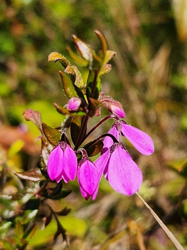 Tetratheca thymifolia (Thyme Pink-bells) (alternate view 6)