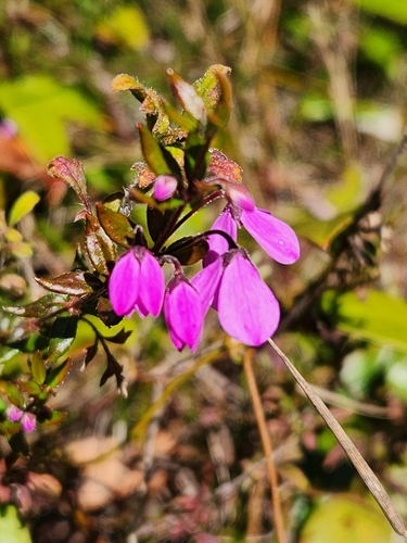 Tetratheca thymifolia (Thyme Pink-bells) (alternate view 7)