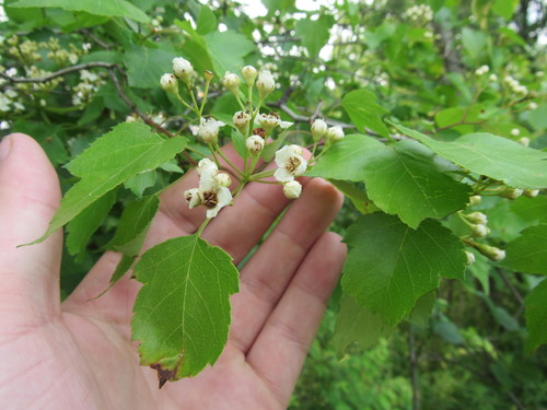Crataegus phaenopyrum (Washington thorn) (alternate view 10)