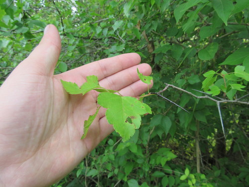 Crataegus phaenopyrum (Washington thorn) (alternate view 11)