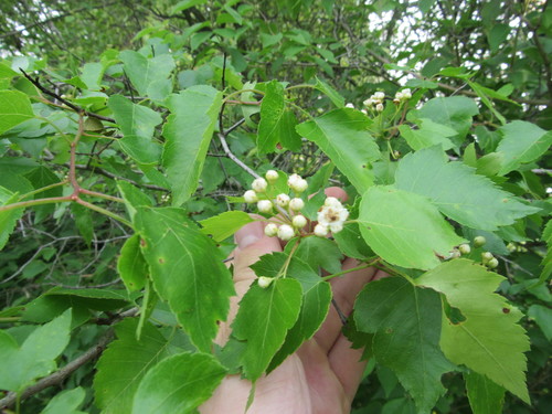 Crataegus phaenopyrum (Washington thorn) (alternate view 12)