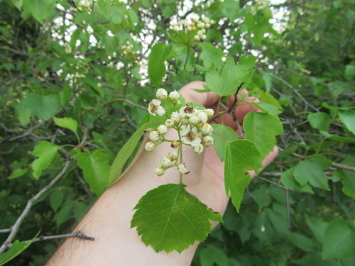 Crataegus phaenopyrum (Washington thorn) (alternate view 13)