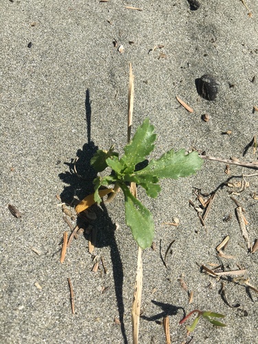 Cakile edentula (American searocket) (alternate view 2)