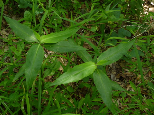 Commelina virginica (Virginia Dayflower) (alternate view 4)