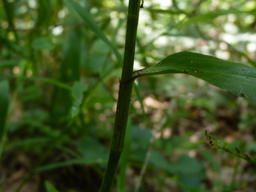 Commelina virginica (Virginia Dayflower) (alternate view 6)