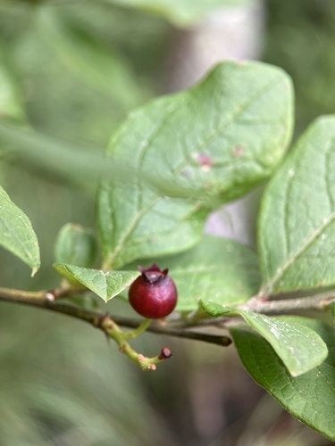Vaccinium fuscatum (Black Highbush Blueberry) (alternate view 5)