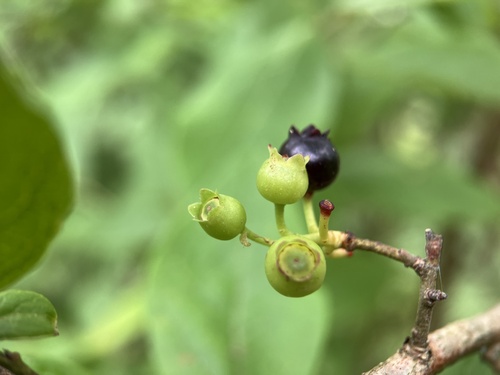 Vaccinium fuscatum (Black Highbush Blueberry) (alternate view 4)