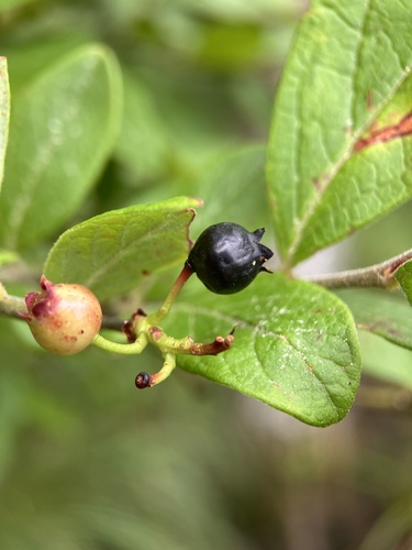 Vaccinium fuscatum (Black Highbush Blueberry) (alternate view 6)