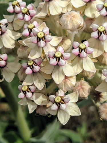 Asclepias eriocarpa (woollypod milkweed) (alternate view 3)