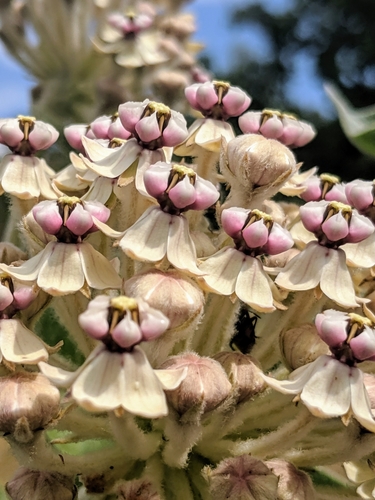 Asclepias eriocarpa (woollypod milkweed) (alternate view 4)