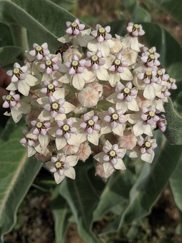 Asclepias eriocarpa (woollypod milkweed)